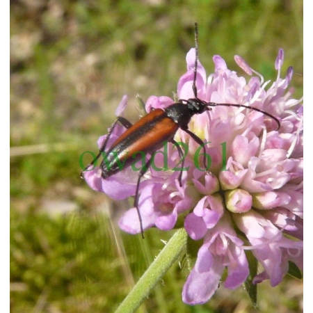Stenurella melanura (Linnaeus, 1758) female Strangalia czarniawa